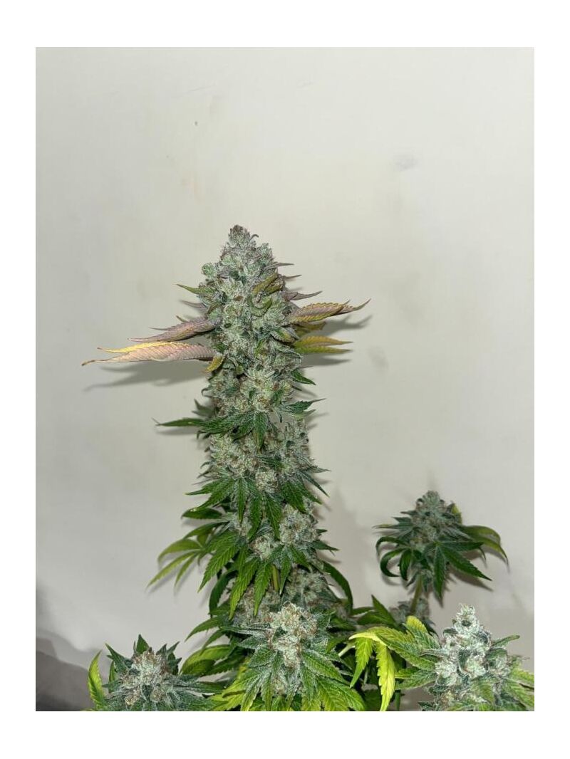 Granny's Home, Фасовка: 1, изображение 4